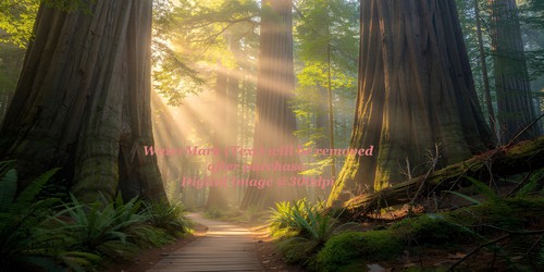 Bellissimo scenario foresta - bellissimo,