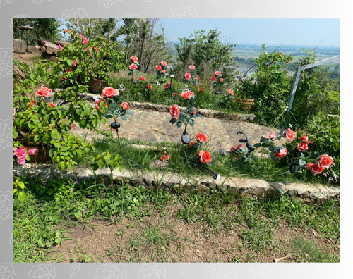 Filippine garden flowers - filippine,