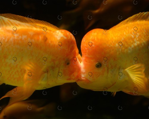 Pesce foto immagine - , digitale