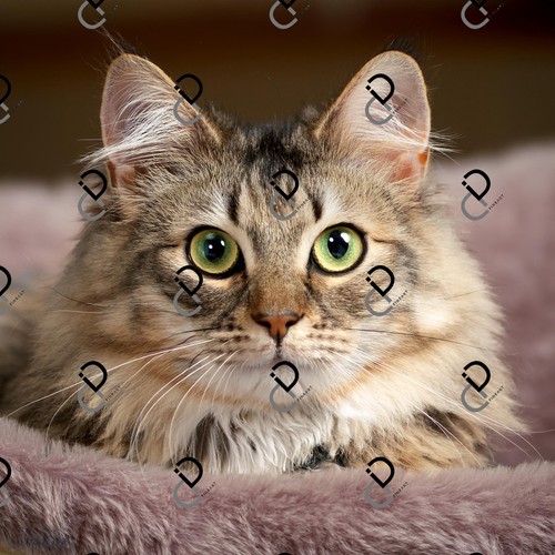 Ritratto gatto immagine - ritratto, di